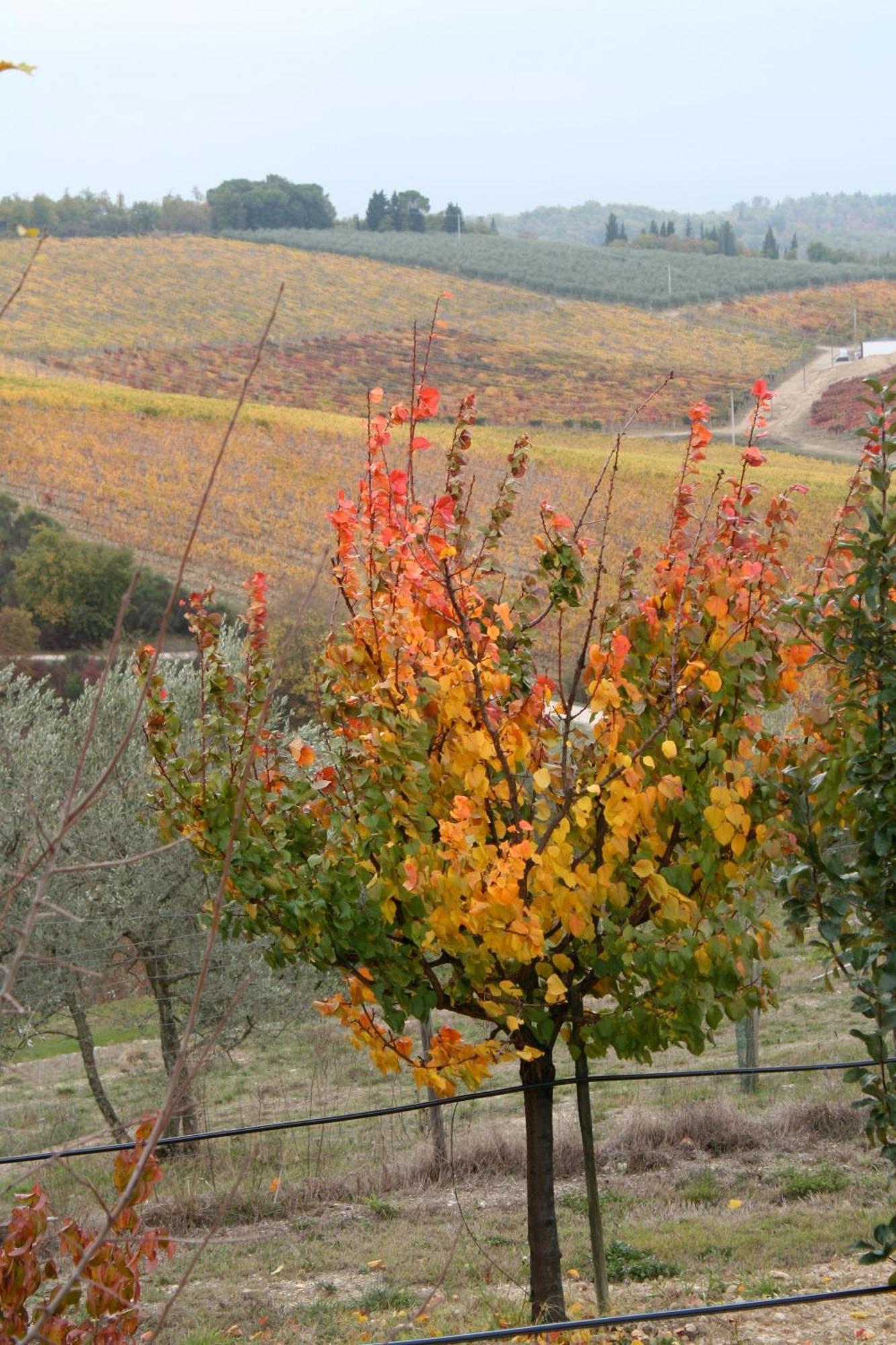 Le Terrazze Del Chianti B&B Residenza D'Epoca E Di Charme San Donato in Poggio ภายนอก รูปภาพ